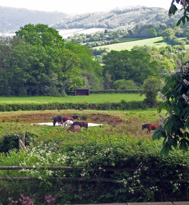 View of horses from kitchen