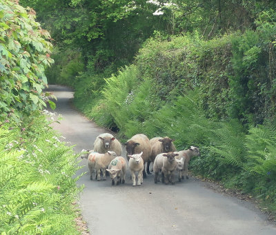 Sheep with nowhere to go 0082