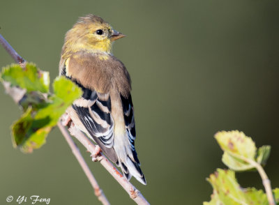 Pine Siskins- Goldfinch-House Finch