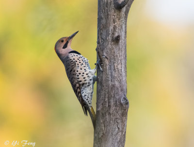 Woodpeckers and Flickers
