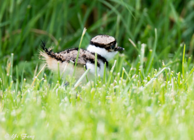 Tree Swallow, Killdeer and Kingfisher