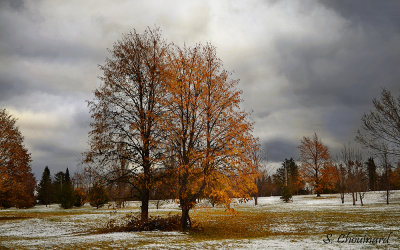 Arbres en octobre - Dark october