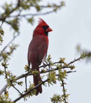 Cardinal