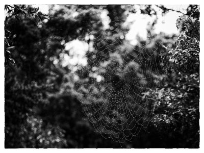 Original Arachnid Architecture