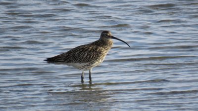 Terschelling june 2018