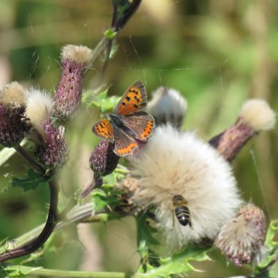 kleine vuurvlinder - Lycaena phlaeas