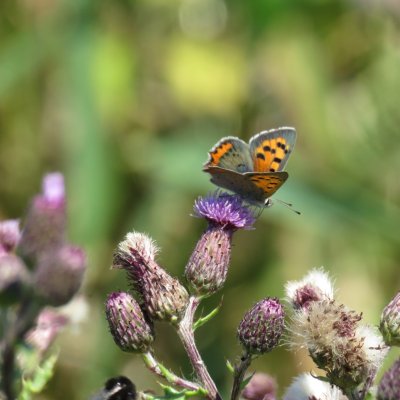 kleine vuurvlinder - Lycaena phlaeas