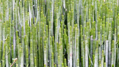 Euphorbia Canariensis