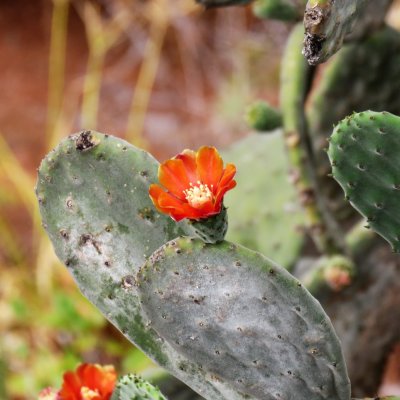 MIRADOR JARDIN LAS HESPERIDES - Puntallana