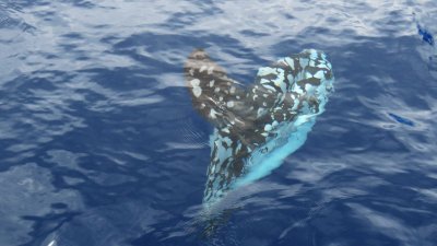 Mola Mola - Ocean sunfish