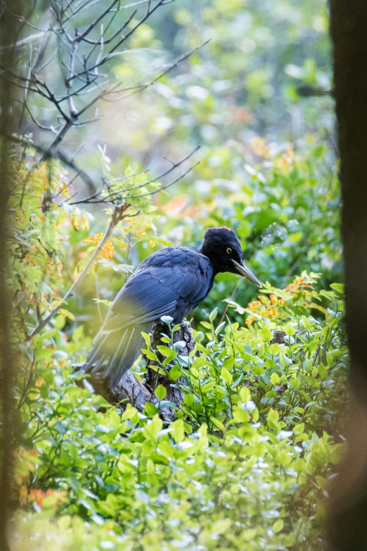 Black Woodpecker (Dryocopus martius)