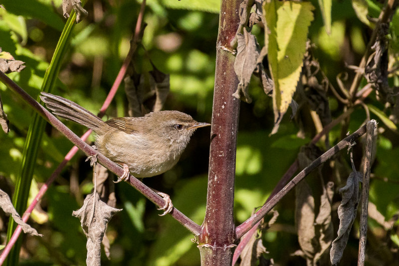 Sunda Bush Warbler (Horornis v. vulcanius)