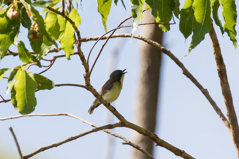 Golden-bellied Gerygone (Gerygone sulphurea)