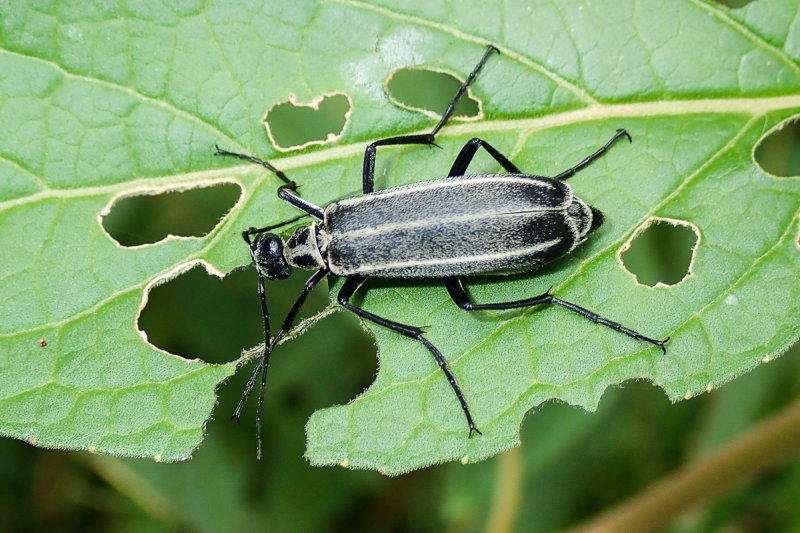 Beetle sp.