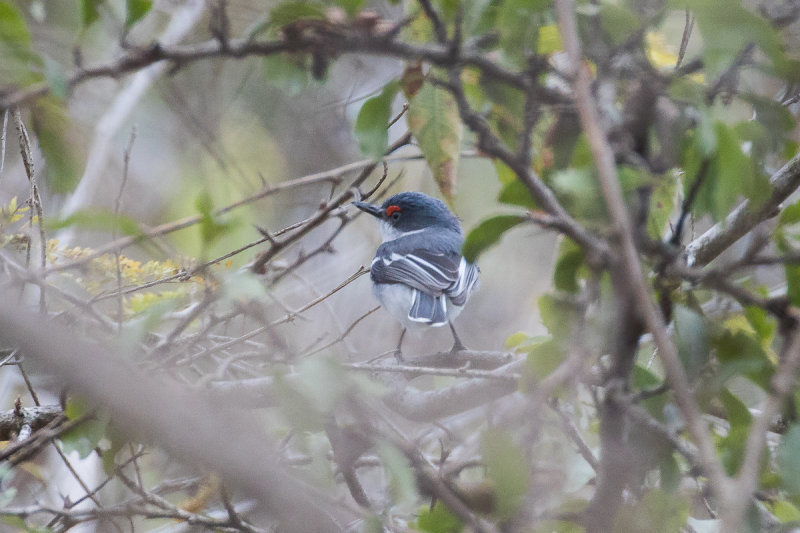 White-fronted Wattle-eye (Platysteira albifrons)