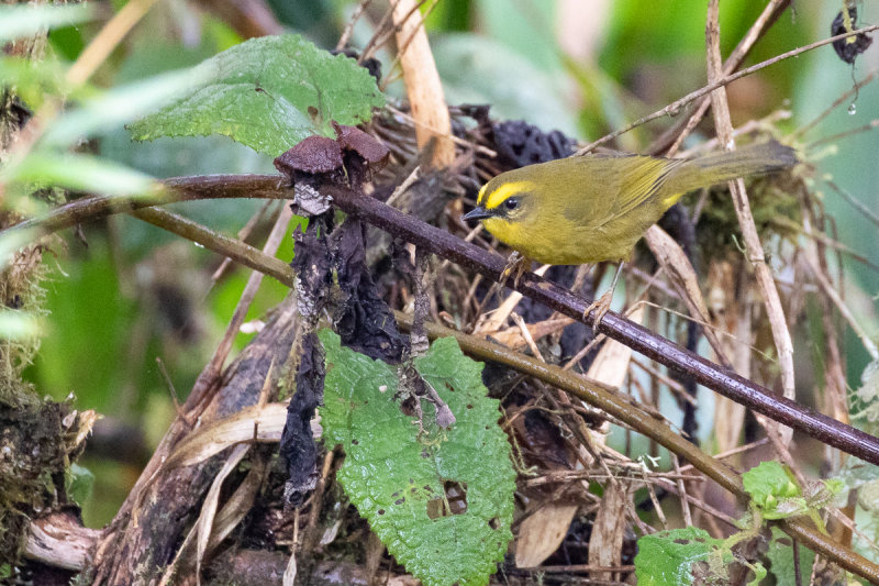 Citrine Warbler (Myiothlypis luteoviridis striaticeps)