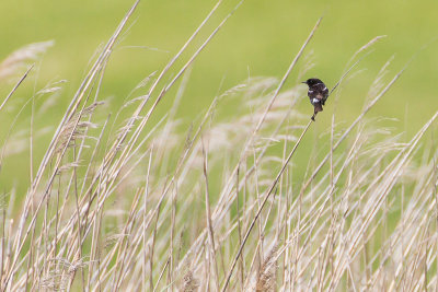 European Stonechat (Saxicola r. rubicola)