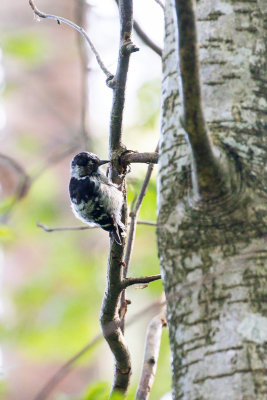 Lesser Spotted Woodpecker (Dryobates minor)