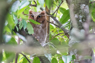 Flores Scops Owl (Otus alfredi)