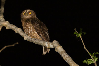 Little Sumba Boobook (Ninox sumbaensis)