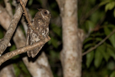 Moluccan Scops Owl (Otus magicus albiventris)