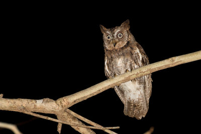 Rinjani Scops Owl (Otus jolandae)
