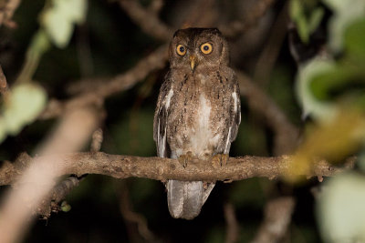 Wallace's Scops Owl (Otus silvicola)