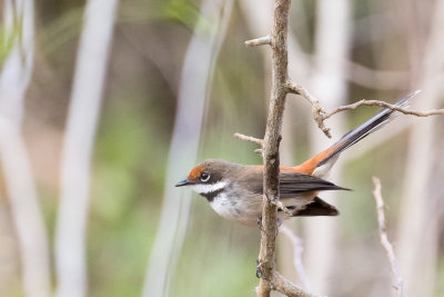 Supertramp Fantail (Rhipidura semicollaris)