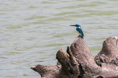 Cerulean Kingfisher (Alcedo coerulescens)