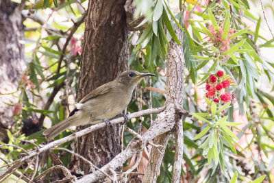 Scaly-crowned Honeyeater (Lichmera lombokia)