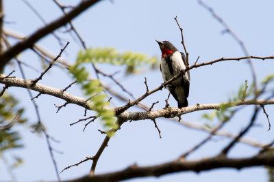 Red-chested Flowerpecker (Dicaeum maugei)