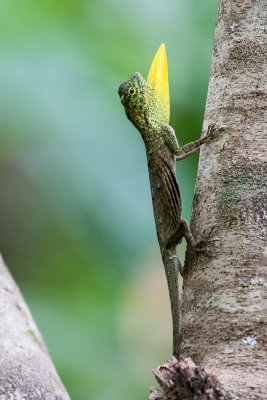 Boschma's Gliding Lizard (Draco boschmai)