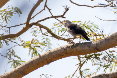 Black-winged Myna (Acridotheres melanopterus)