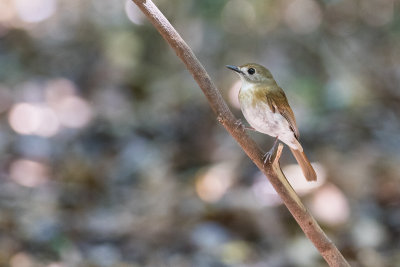 Fulvous-chested Jungle Flycatcher (Cyornis olivaceus)