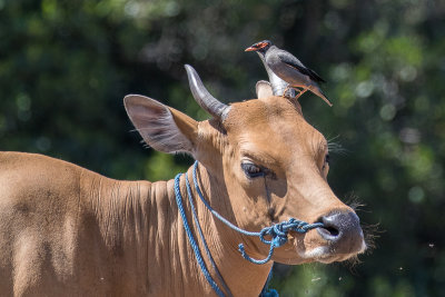 Bank Myna (Acridotheres ginginianus)