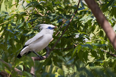 Bali Myna (Leucopsar rothschildi)