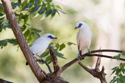 Bali Myna (Leucopsar rothschildi)