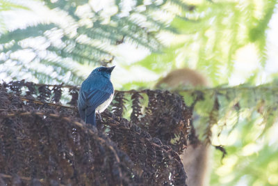 Indigo Warbling-flycatcher (Eumyias indigo)