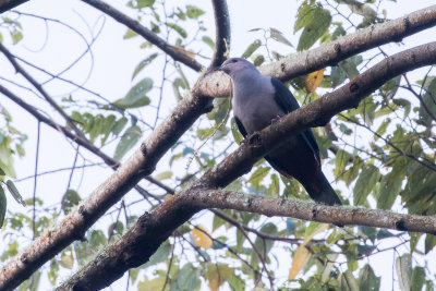 Dark-backed Imperial Pigeon (Ducula lacernulata williami)
