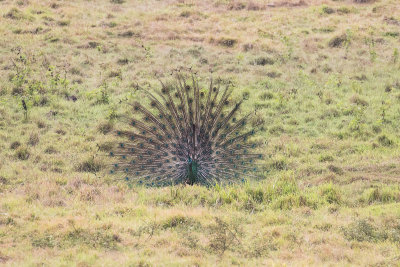 Green Peafowl (Pavo muticus muticus)