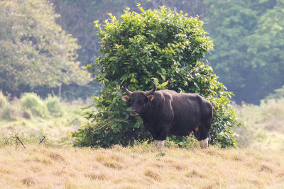 Banteng (Bos javanicus)