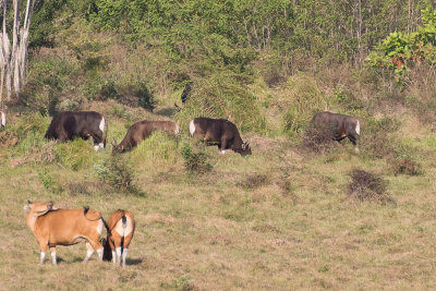 Grey-backed Myna (Acridotheres tricolor) on the back of a Banteng