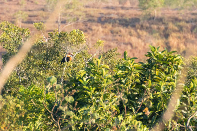 Sumba Hornbill (Rhyticeros everetti)