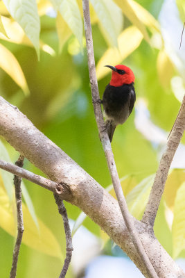 Sumba Myzomela (Myzomela dammermani)