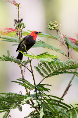 Sumba Myzomela (Myzomela dammermani)