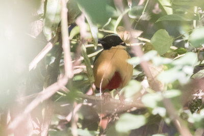 Elegant Pitta (Pitta elegans maria)