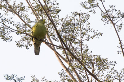 Sumba Green Pigeon (Treron teysmannii)