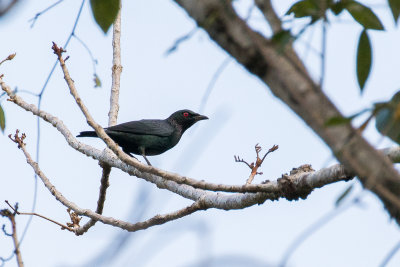 Short-tailed Starling (Aplonis minor)