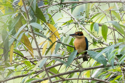 Cinnamon-banded Kingfisher (Todiramphus australasia)