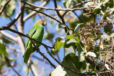 Red-cheeked Parrot Geoffroyus geoffroyi